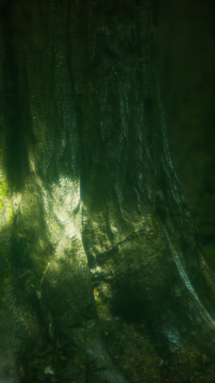 primer plano de un tronco de árbol en un bosque