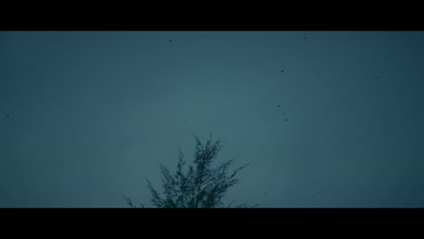 birds flying above a tree at dusk