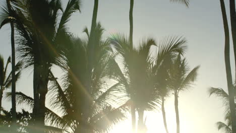 bright evening sun shining among the palms