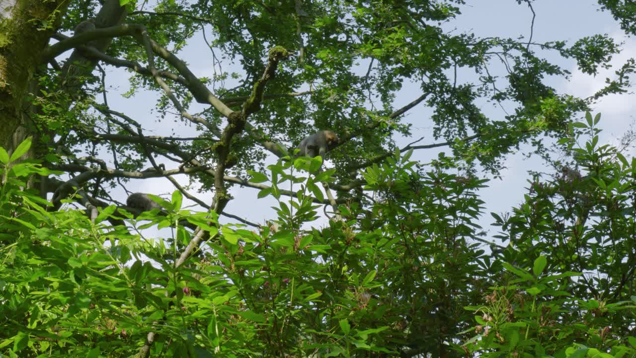 영국 티텐서 (tittensor) 에 있는 트렌담 원이 숲 (trentham monkey forest) 에서 나무 가지에 고 있는 어린 바바리 원이