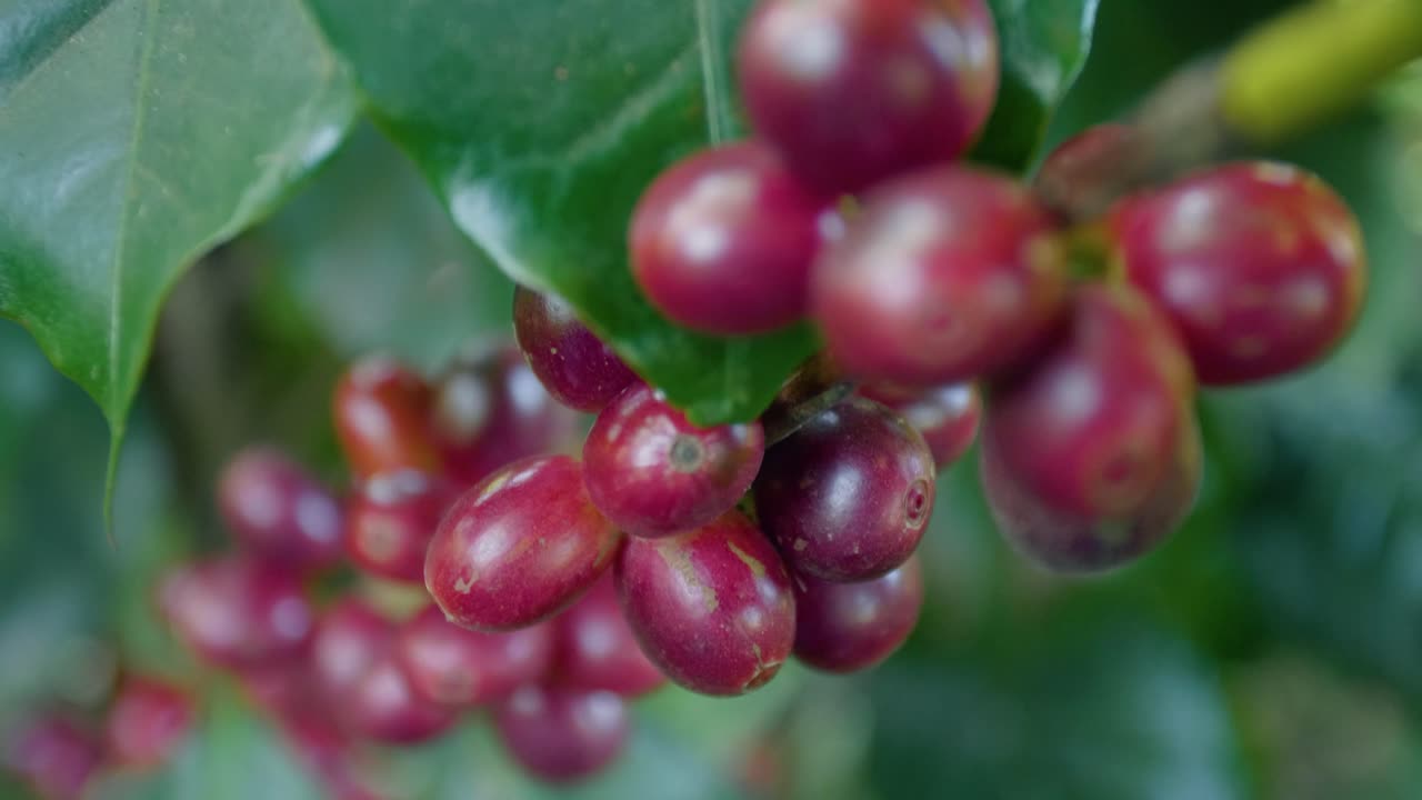 A coffee plant filled with red ripe coffee beans fruit in a windy field