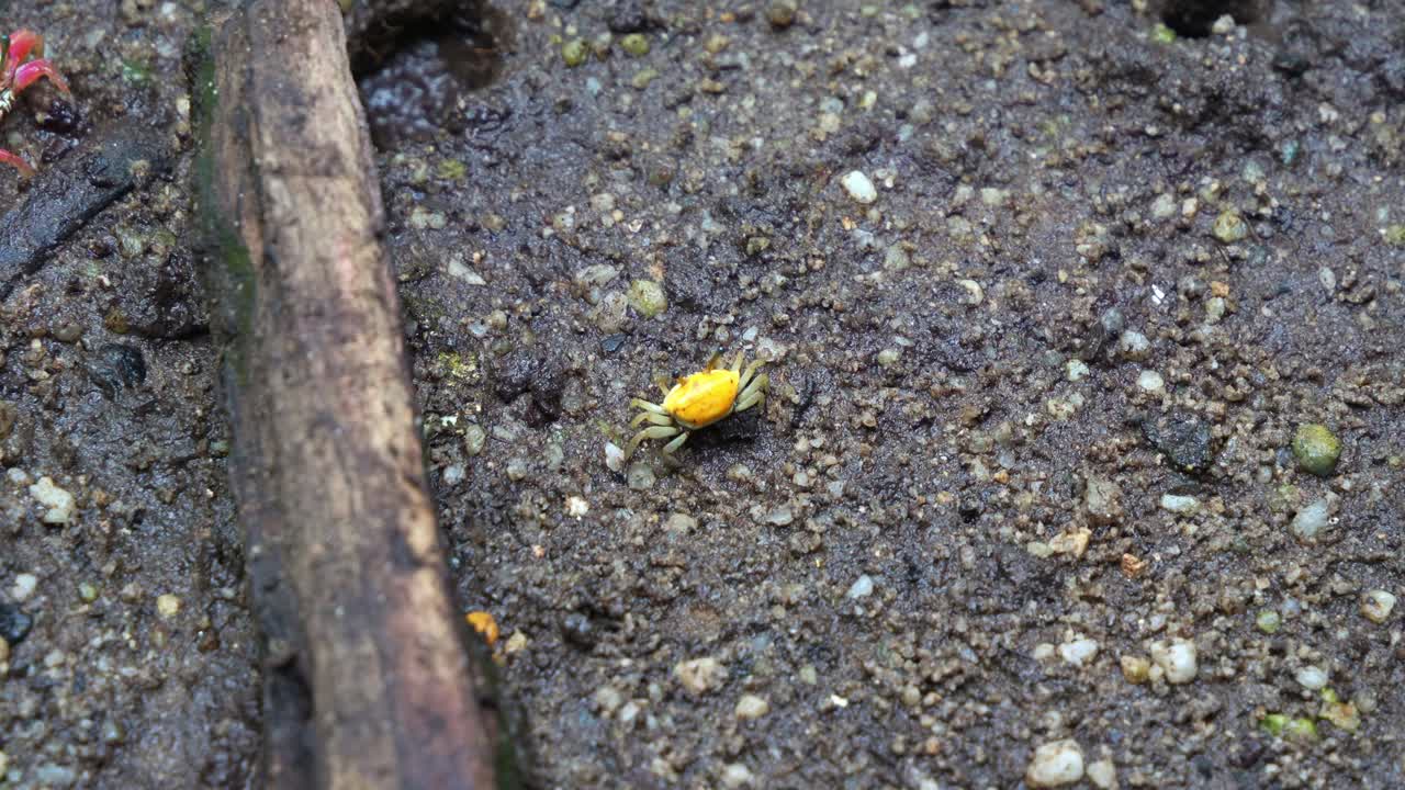 작은 노란색 피들러 크래브가 물결이 낮은 기간 동안 진과 자갈의 땅에서 먹이를 찾고 있습니다. 근접 촬영