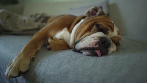 tired english bulldog sleeping on a couch