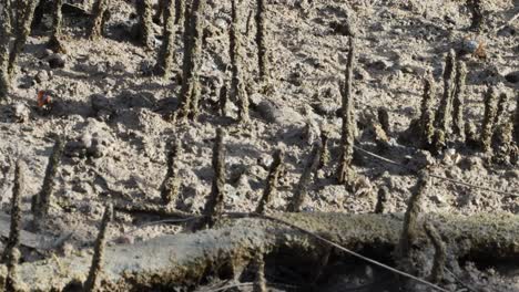 ants moving across textured ground surface