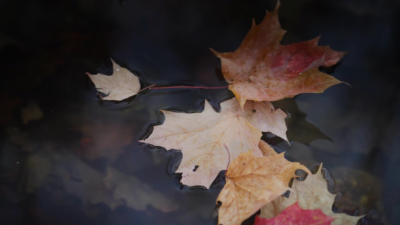 Una foglia d'acero dorata si posa delicatamente su un gruppo di fogliame galleggiante in una pozza forestale dell'Ontario. La superficie dell'acqua rimane calma con leggere increspature intorno alle foglie.