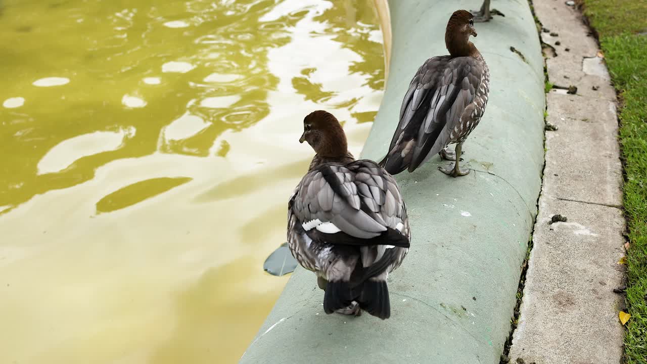 Dois patos parados perto de uma lagoa