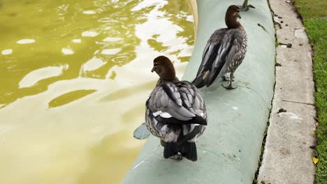 two ducks standing near a pond