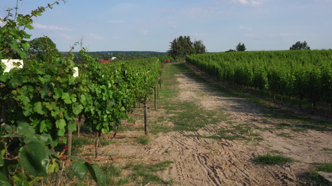 Il vigneto Werderaner Wachtelberg a Werder, Brandeburgo