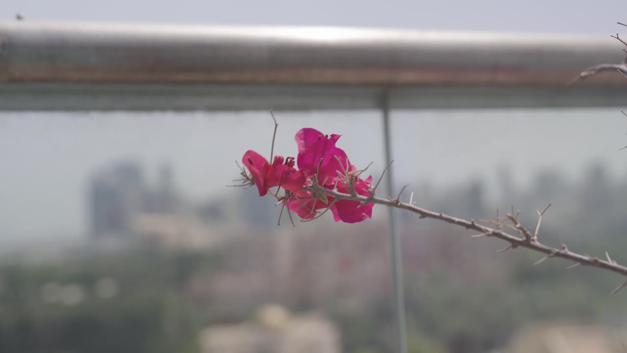 Purple flower and silhouette of Manama city in background