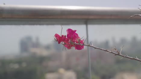 purple flower and silhouette of manama city in background