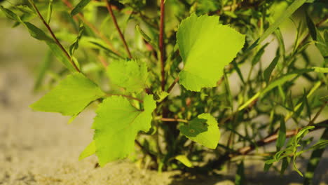 una planta silvestre en crecimiento iluminada por la luz del sol.