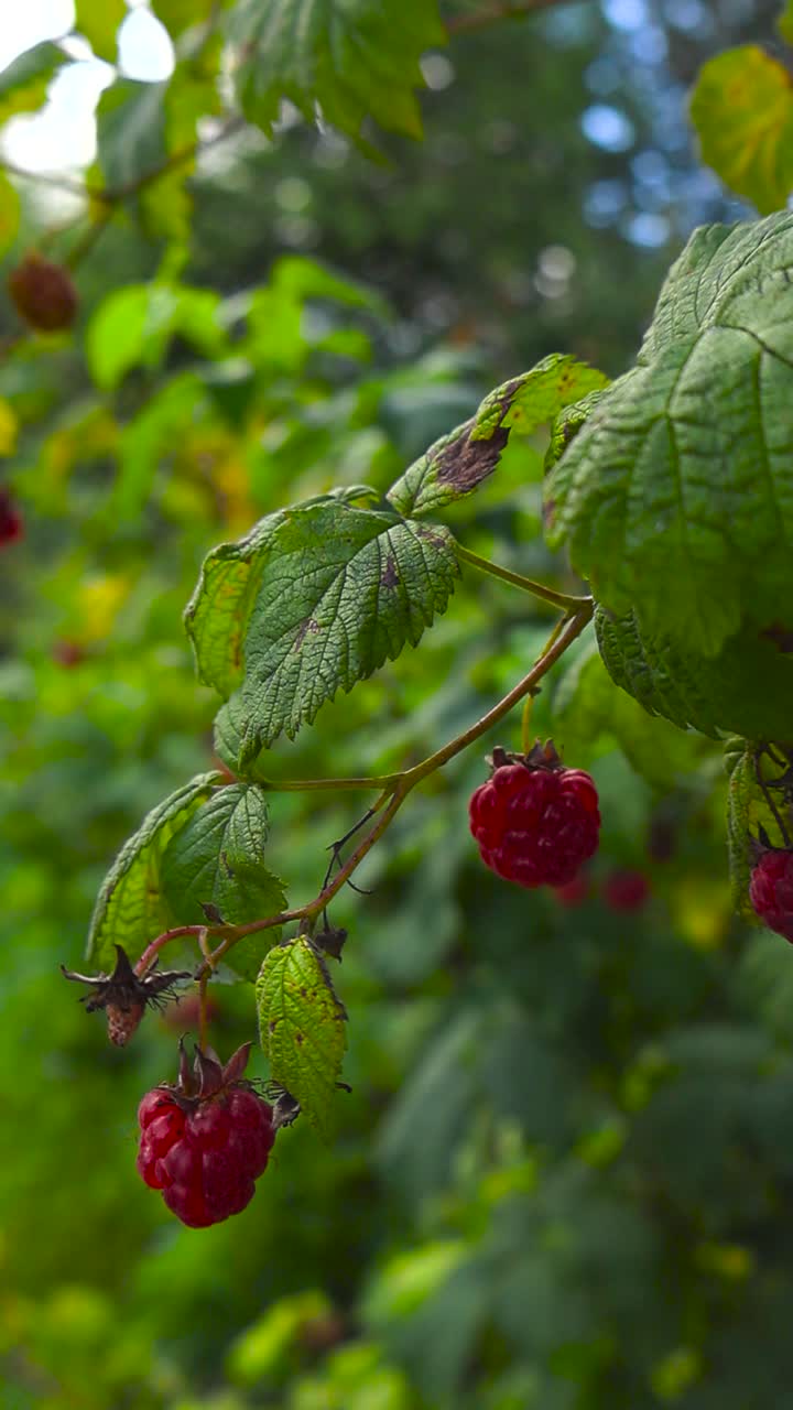 ripe red and delicious raspberries haning on a green bush branch in a garden where agriculture is done correclty during summer sunny day. The berries move in the wind slowly and blue sky is visible