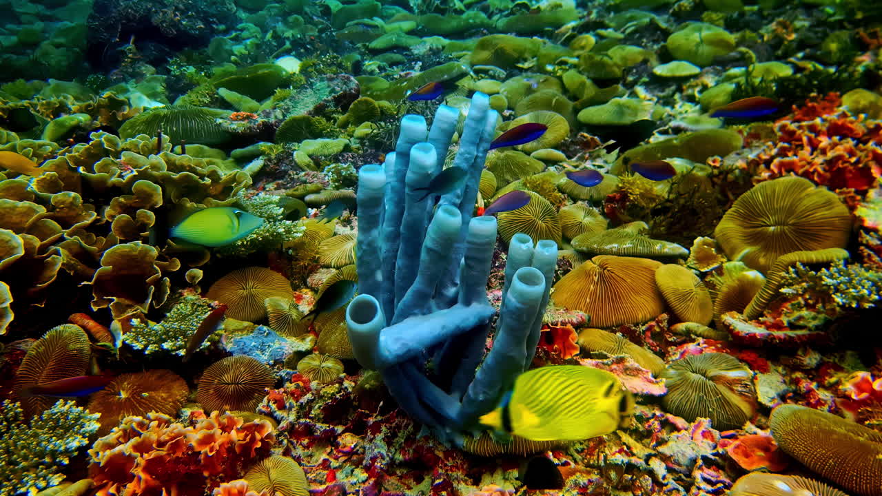 Blue barrel sponge and masked butterflyfish among colorful coral reef and tropical marine life underwater