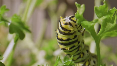 Hungry-caterpillar-quickly-eats-parsley-leaf.-Close-up