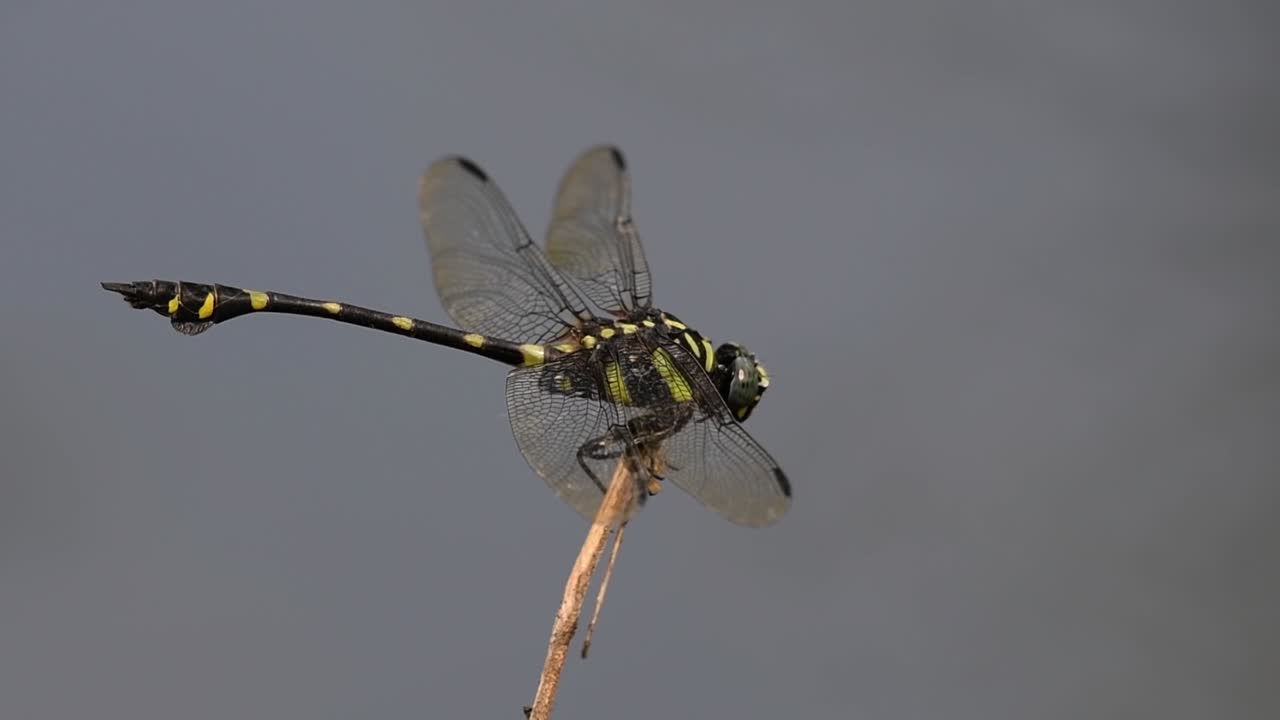 la libélula de cola de brida común se ve comúnmente en tailandia y asia