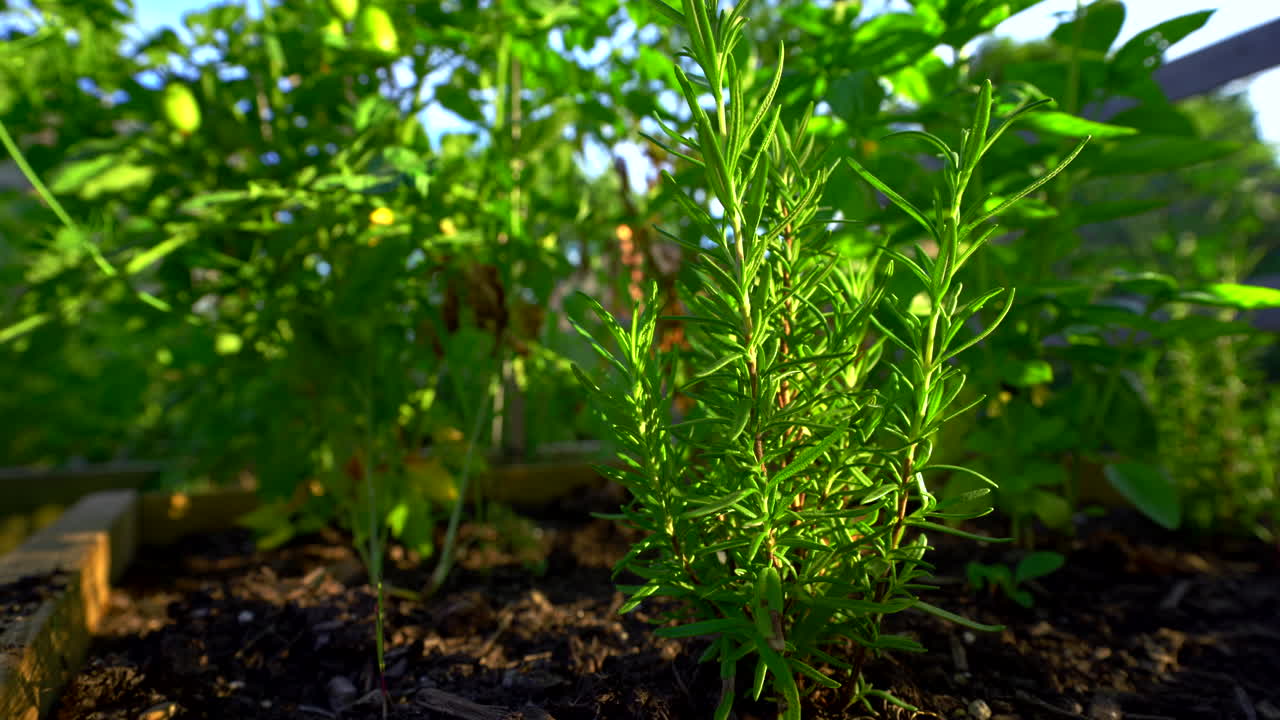 tiro de jardín a nivel del suelo de planta de romero verde vibrante