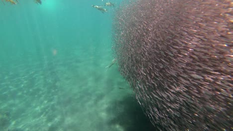 Pingüinos-De-Galápagos-Cazan-Anchoas-Bajo-El-Agua-En-Una-Enorme-Bola-De-Cebo-1