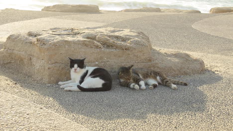 dos gatos perezosos se acostaron juntos en rocas con vista al océano