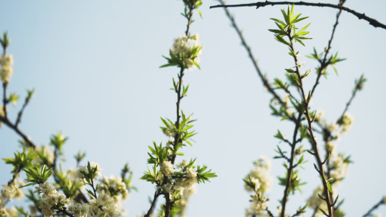Close-up of blooming plum blossoms in Sa Pa, Vietnam. Delicate white flowers and fresh green leaves set against clear sky, symbolizing spring and renewal in mountain climate.