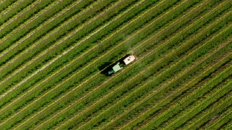 Escena-Aérea-Oblicua-Del-Tractor-Rociando-Fertilizante-O-Pesticida-En-Un-Hermoso-Viñedo-Verde