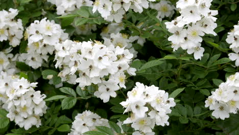 a blooming multi-flower rose bush in the spring