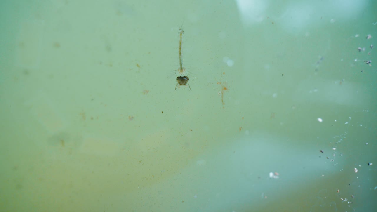 Primo piano di larve di zanzara e insetti acquatici che nuotano in acqua verde torbida e stagnante, indicando un terreno fertile per parassiti e malattie trasmesse da vettori.