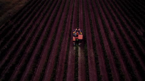 Aerial:-Special-farm-truck-used-to-get-the-grapes-from-the-vineyard