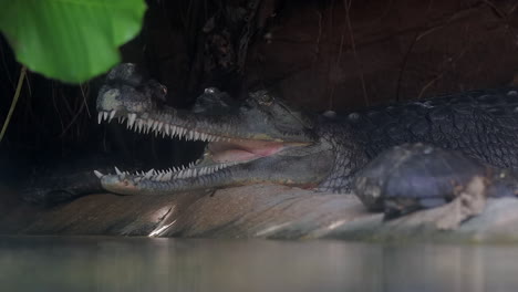 gharial crocodile entering the water