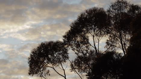 Gum-Trees-Moving-in-gentle-wind,-Blue-sky-with-clouds,-Wide-Shot-Day-time-sunset-golden-hour,-Maffra,-Victoria,-Australia