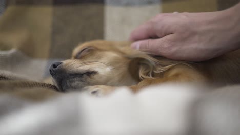 adorable funny dog chihuaha sleeps on plaid, a person's hand strokes a sleepy pet