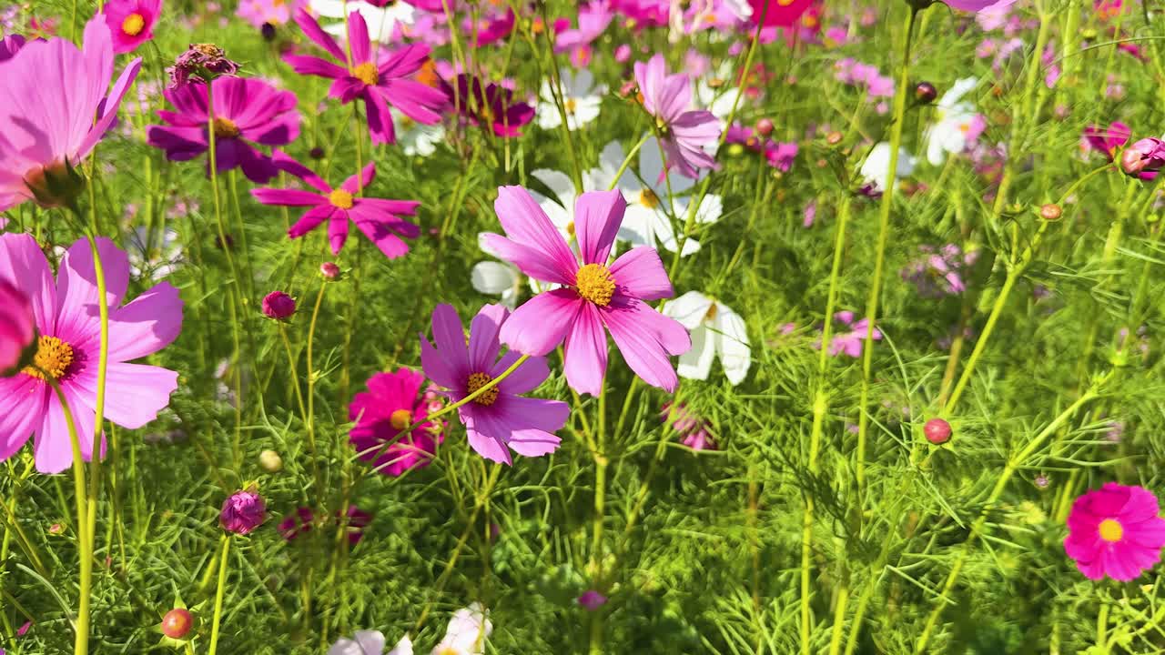 緑豊かな庭園に咲く色鮮やかなコスモスの花