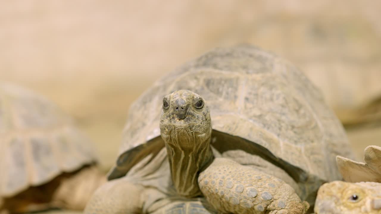 Two african spurred tortoises crawling on sand in close up