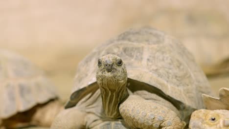 two african spurred tortoises crawling on sand in close up