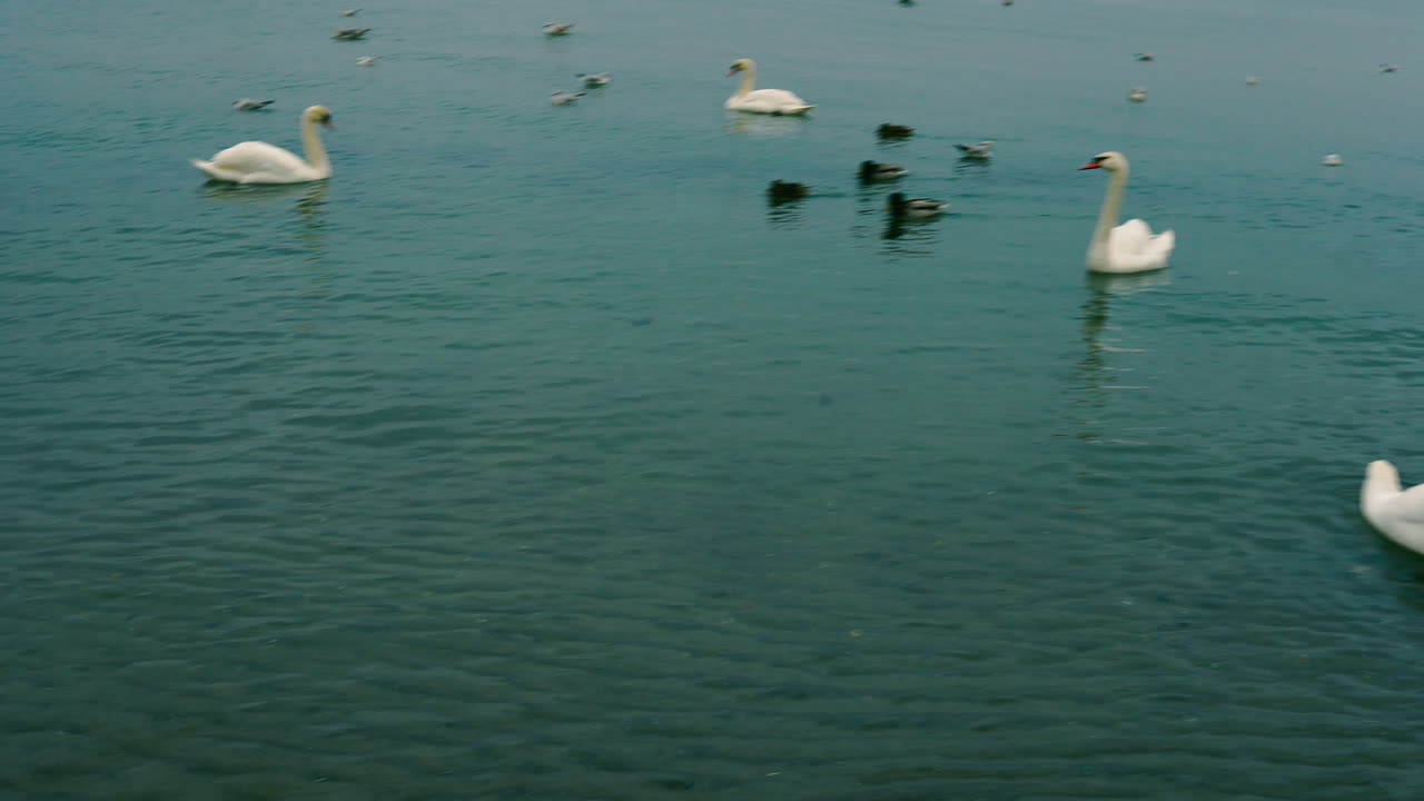 Panoramic video, gorup of swans and ducks swimming on the sea, beautiful water color