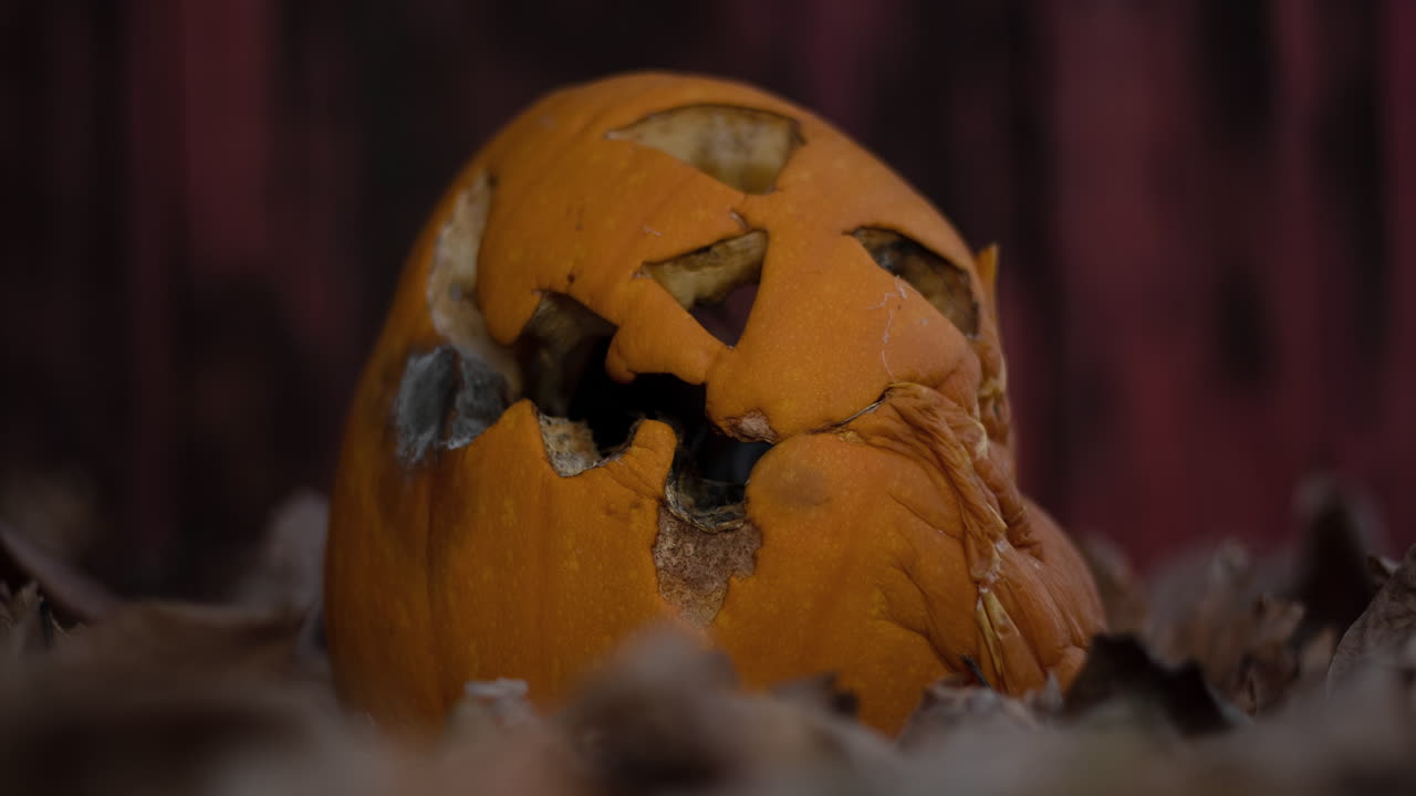 primer plano de un lapso de tiempo de un jack-o-lantern a medida que se descompone y se pudre