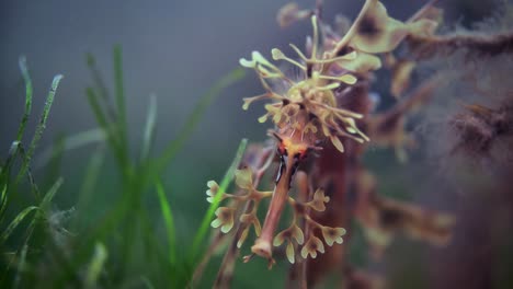 leafy sea dragon with eggs macro close ups 4k slow motion