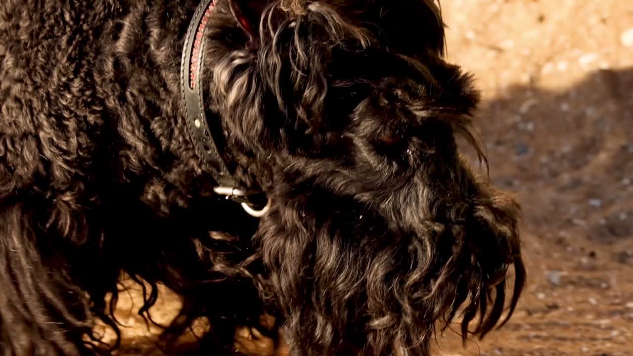 Un piccolo cane nero con un collare esplora il terreno sabbioso vicino a una struttura di legno.