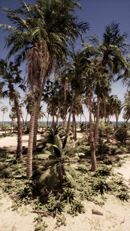 el paraíso de las playas tropicales