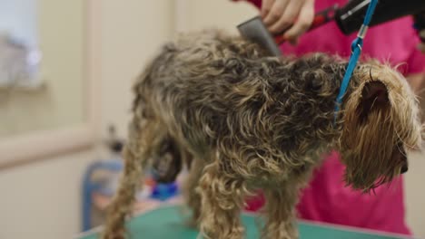 grooming and blow-drying yorkshire terrier