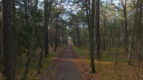 a pine forest with a path leading through it where the autumn sun shines through the trees