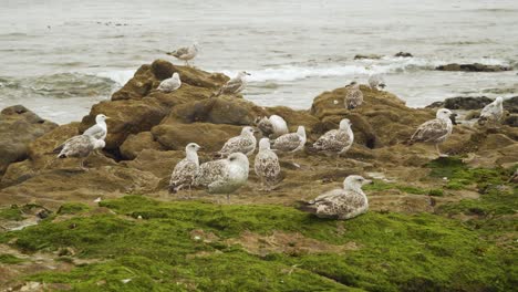 Grupo-De-Gaviotas-Descansando-En-La-Playa-De-Angeiras-En-Lavra,-Porto,-Portugal