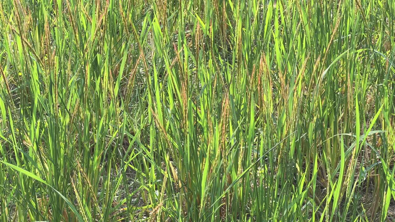 Panning shot of Rice crop at sunrise