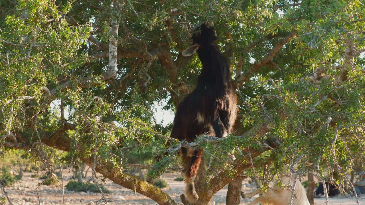 cabra marroquí oscura trepando en las ramas del árbol de argán, marruecos