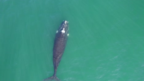 slow tracking of a single right whate as it surfaces sprouts from its blowhole and dives again in the turquoise water