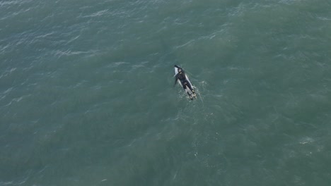 antena de arriba hacia abajo de surfista nadando en agua fría de islandia en traje de neopreno