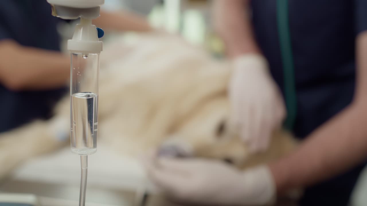 goteo intravenoso durante la cirugía del perro.