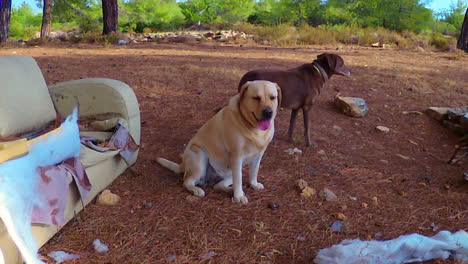 Sofá-En-Un-Campo-Abierto,-Encontrado-Por-Los-Perros