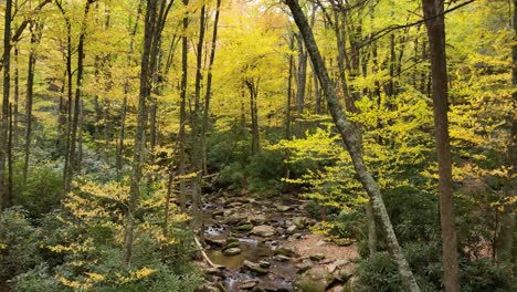 las hojas caen a lo largo de goshen creek cerca de boone y blowing rock nc, carolina del norte