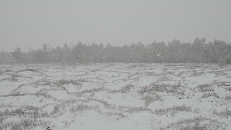 swamp forest of lithuania in the month of march