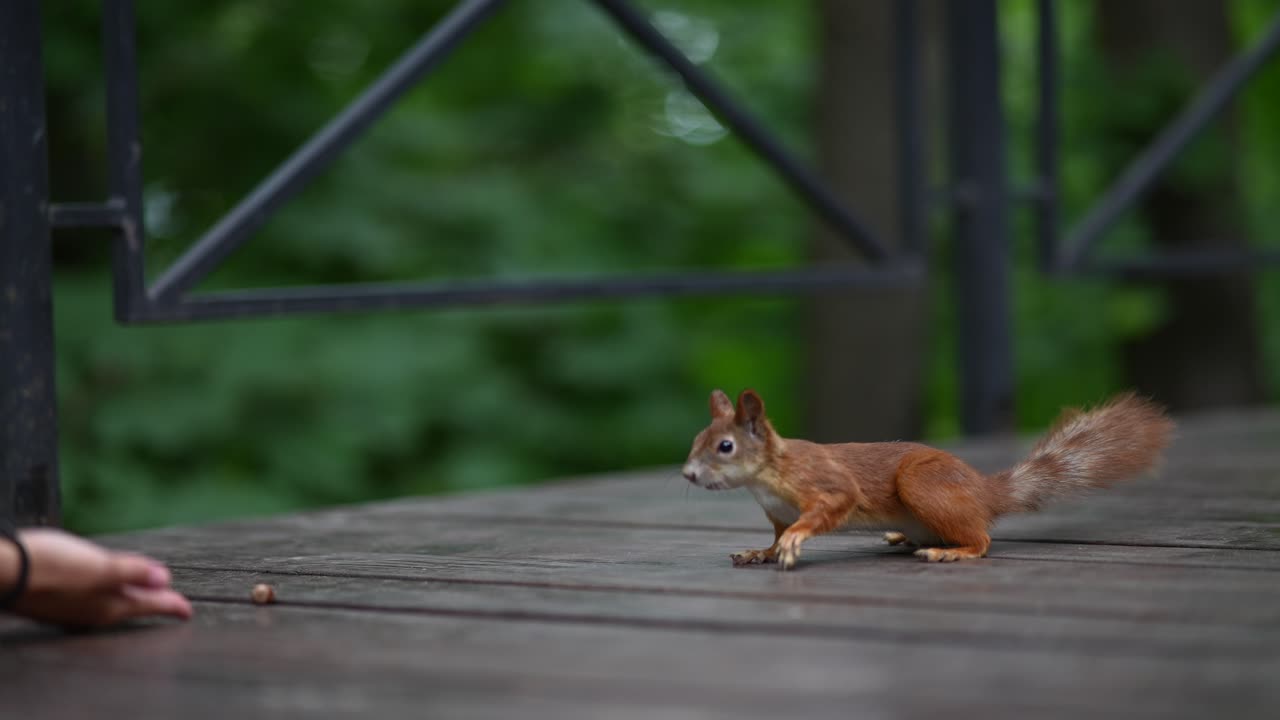 Scoiattolo che mangia dalla mano in un parco